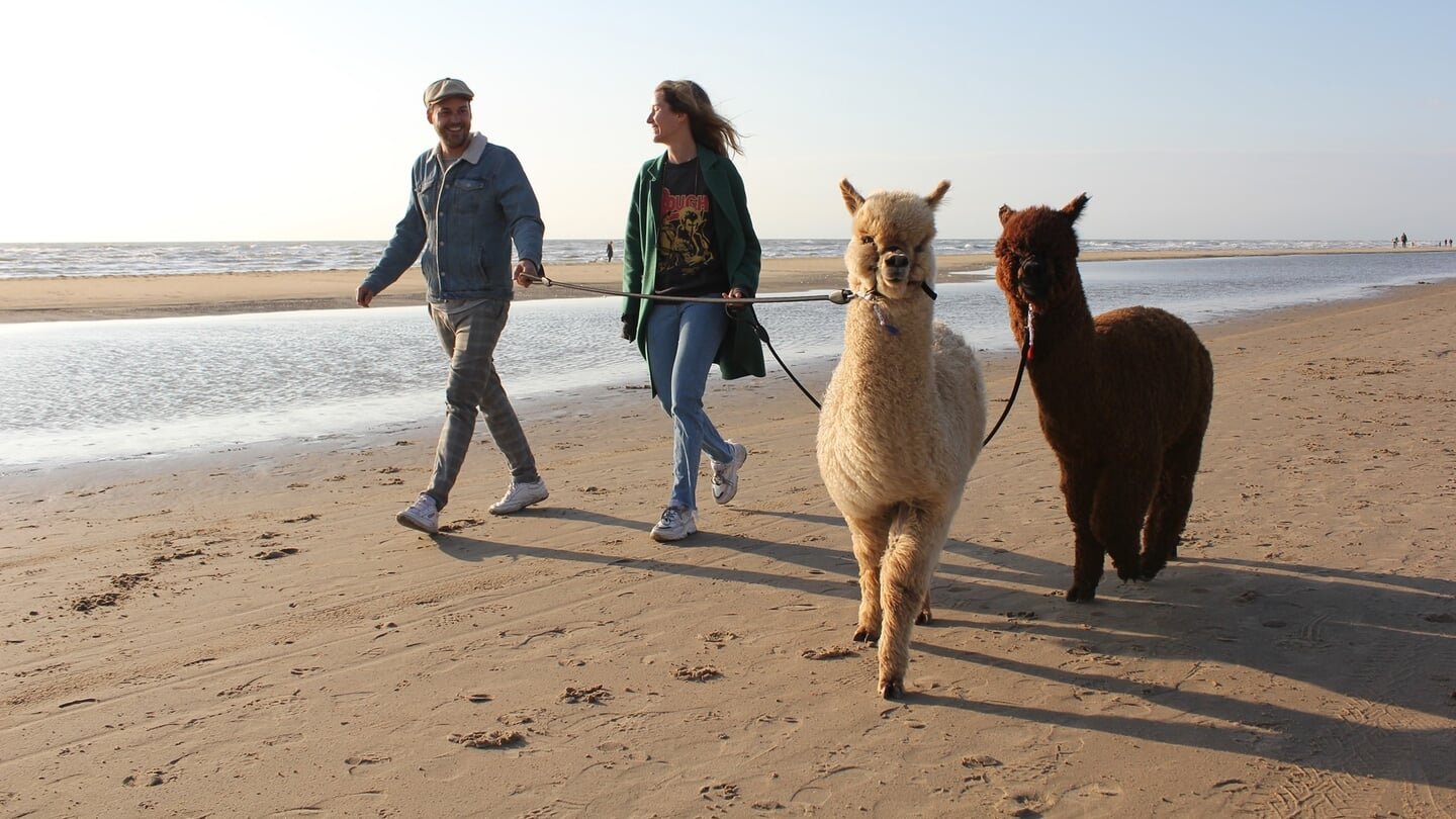 Staat er ook iets in over alpaca’s?