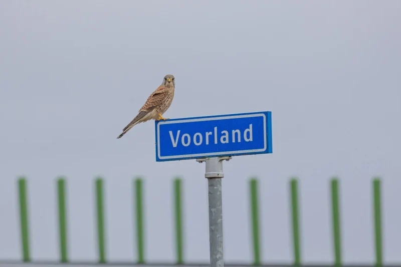 Blaricum Meent Het maakt lokale kieshulp: voor of tegen strandpaviljoen of natuurbegraven in Warandepark?