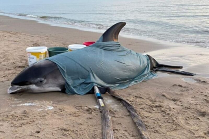 Witsnuitdolfijn Albi overlijdt in opvang na stranding Egmond aan Zee