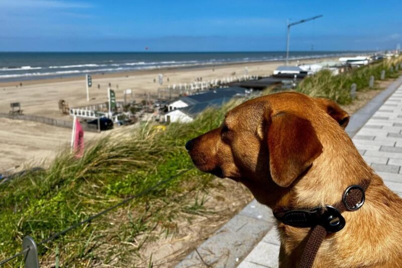 Regels voor hondenbezitters in Zandvoort aangepast